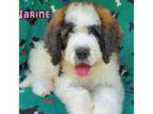 Saint Berdoodle Puppy for sale in Cantonment, FL, USA