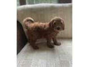 Goldendoodle Puppy for sale in Columbus, NJ, USA