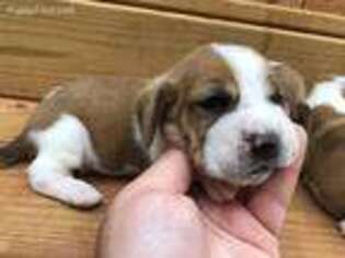 Basset Hound Puppy for sale in Halifax, VA, USA