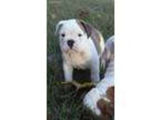Bulldog Puppy for sale in Berwyn, PA, USA