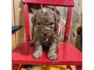 Goldendoodle Puppy for sale in Newark, NJ, USA