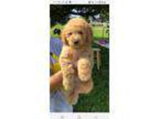 Goldendoodle Puppy for sale in Oakland City, IN, USA