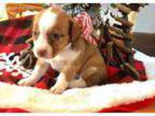 Chihuahua Puppy for sale in Cumby, TX, USA