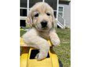 Golden Retriever Puppy for sale in Wendell, NC, USA