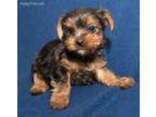 Yorkshire Terrier Puppy for sale in Donna, TX, USA