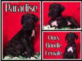 Great Dane Puppy for sale in Gallipolis, OH, USA