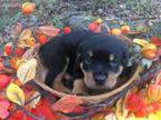 Rottweiler Puppy for sale in Osceola, MO, USA