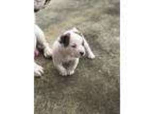 Bulldog Puppy for sale in Smithfield, PA, USA