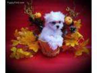 Maltese Puppy for sale in East Meadow, NY, USA