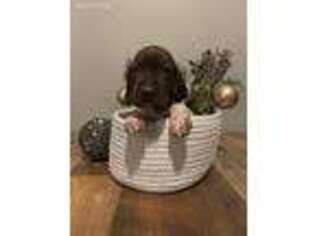 German Shorthaired Pointer Puppy for sale in Mc Alisterville, PA, USA