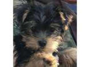 Yorkshire Terrier Puppy for sale in Oskaloosa, KS, USA
