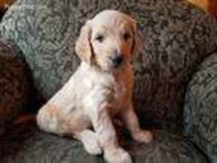 Goldendoodle Puppy for sale in Independence, OH, USA