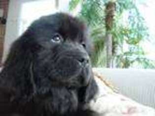 Newfoundland Puppy for sale in Greenfield, IN, USA