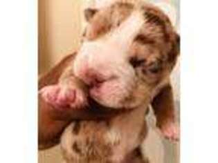 Bulldog Puppy for sale in Hampton, GA, USA
