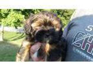 Shorkie Tzu Puppy for sale in Fox River Grove, IL, USA