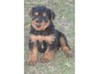Airedale Terrier Puppy for sale in Seymour, TX, USA