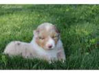 Australian Shepherd Puppy for sale in Kirksville, MO, USA