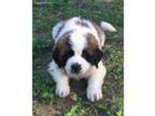 Saint Bernard Puppy for sale in Rogers, AR, USA