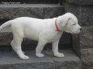 Dogo Argentino Puppy for sale in Nappanee, IN, USA