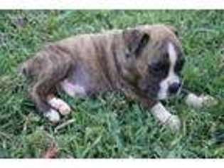 Boxer Puppy for sale in Bangs, TX, USA