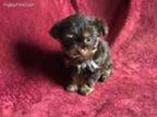 Chorkie Puppy for sale in Mc Alisterville, PA, USA