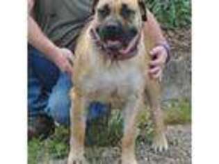 Boerboel Puppy for sale in Franklin, PA, USA