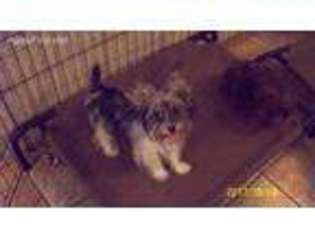 Yorkshire Terrier Puppy for sale in Zavalla, TX, USA