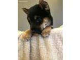 Shiba Inu Puppy for sale in Macon, MO, USA