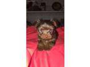Yorkshire Terrier Puppy for sale in Ware Shoals, SC, USA