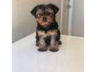 Yorkshire Terrier Puppy for sale in Forney, TX, USA