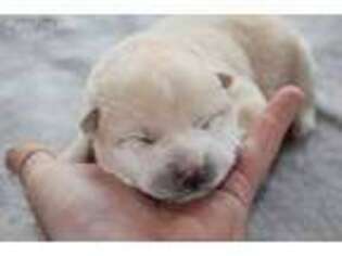 Shiba Inu Puppy for sale in Hampton, VA, USA