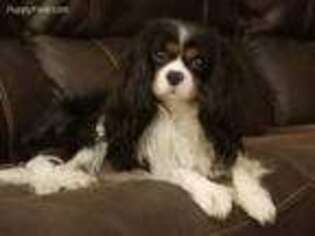 Cavalier King Charles Spaniel Puppy for sale in Indianola, IA, USA