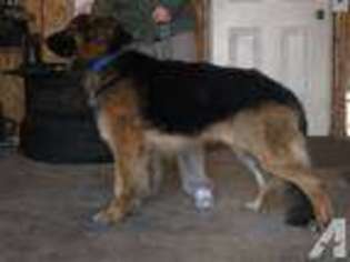 German Shepherd Dog Puppy for sale in LIGONIER, IN, USA