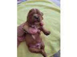 Cavalier King Charles Spaniel Puppy for sale in Struthers, OH, USA