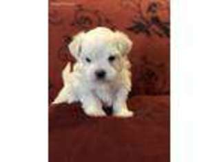 Maltese Puppy for sale in Lake Orion, MI, USA