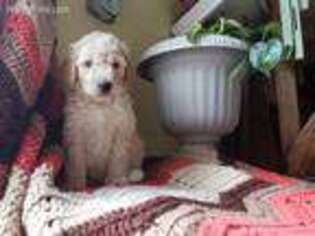 Goldendoodle Puppy for sale in Adrian, MI, USA