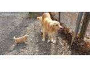 Golden Retriever Puppy for sale in Elizabethville, PA, USA