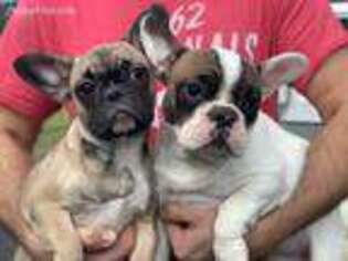 French Bulldog Puppy for sale in Lincoln, CA, USA
