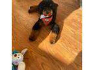 Mutt Puppy for sale in Pelican Rapids, MN, USA