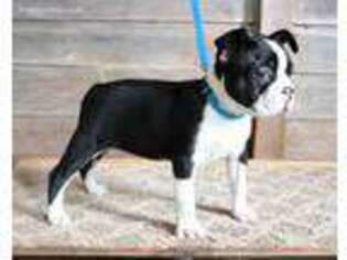 Boston Terrier Puppy for sale in Montevideo, MN, USA