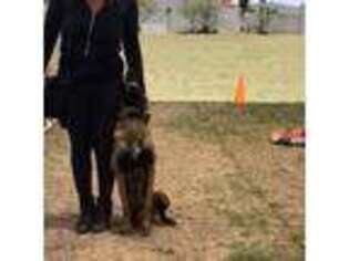 Belgian Malinois Puppy for sale in Cape Girardeau, MO, USA