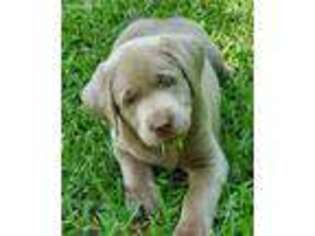 Labrador Retriever Puppy for sale in Duncanville, TX, USA