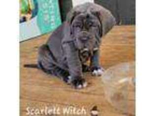 Neapolitan Mastiff Puppy for sale in Rosamond, CA, USA