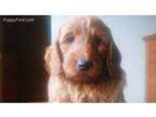 Medium Photo #1 Goldendoodle Puppy For Sale in Dayton, NV, USA