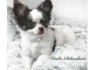Chihuahua Puppy for sale in Fremont, NC, USA