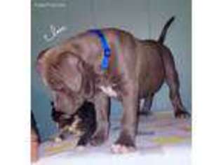 American Staffordshire Terrier Puppy for sale in Lake City, MI, USA