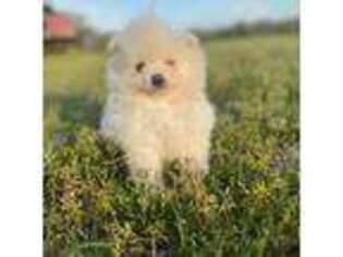 Pomeranian Puppy for sale in Broken Arrow, OK, USA