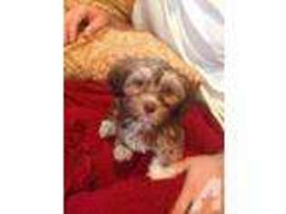 Havanese Puppy for sale in SAN RAMON, CA, USA