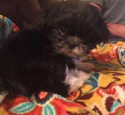 Mutt Puppy for sale in FAYETTE CITY, PA, USA