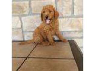 Goldendoodle Puppy for sale in Buffalo, MO, USA